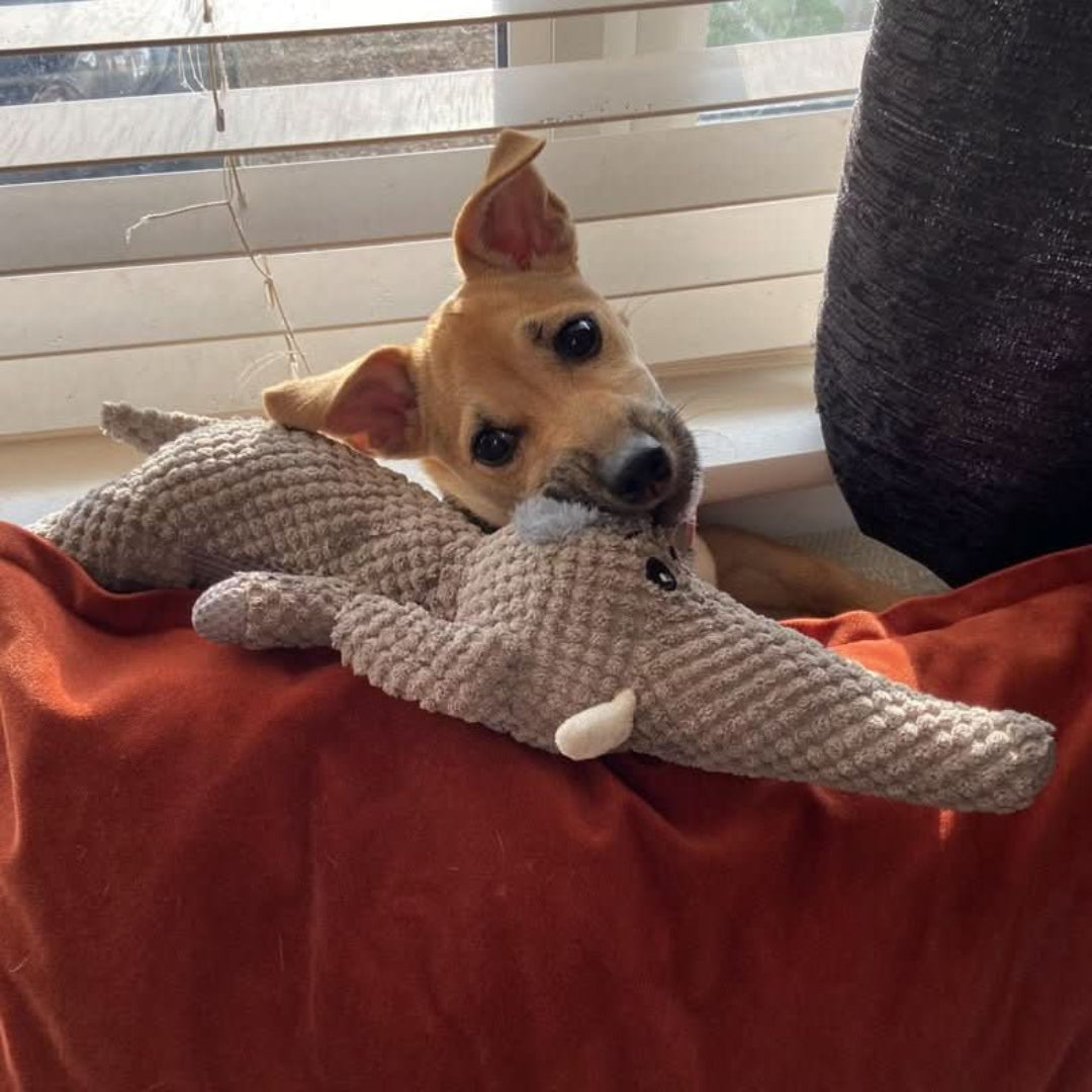 Holdbart tyggelegetøj til hunde i alle størrelser